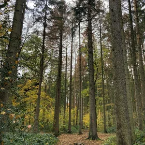 Fichten im Altonaer Volkspark (Symbolbild).