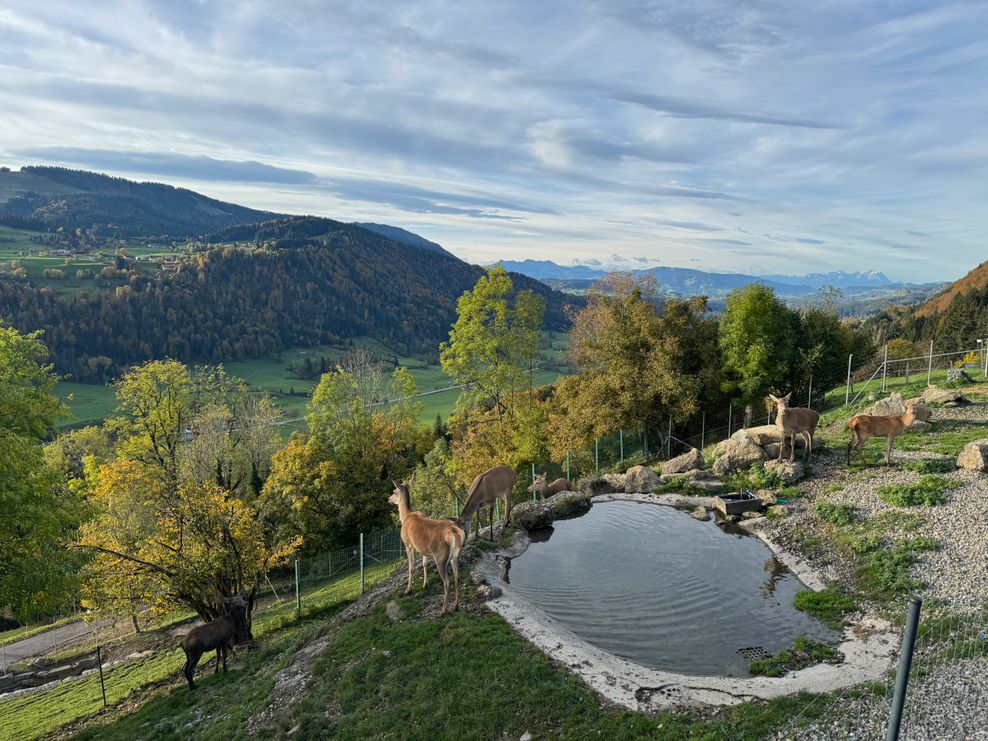 Im Hotel Bergkristall im Allgäuer Oberstaufen können die Gäste an meditativen Kälteerlebnissen (Eisbaden) teilnehmen und dabei sogar das hoteleigene Rotwild beobachten.