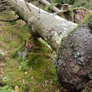 Umgestürzter Baum nach einem Sturm im Harz (Archivbild).