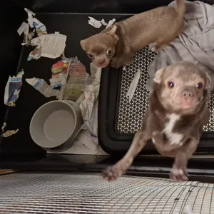 Chihuahuas in einem Käfig