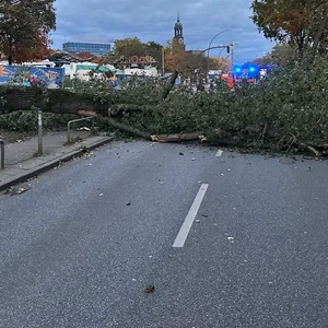 Eine große Linde ist am Samstag auf die Budapester Straße gekracht.