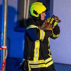 In der Nacht zu Donnerstag rettete ein Hund seine Familie als in deren Wohnung ein Feuer ausbrach. (Symbolbild)