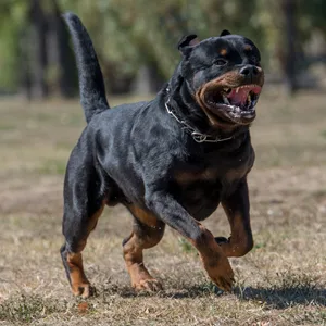 Symbolbild: Ein Rottweiler läuft über eine Wiese