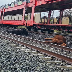 Mehrere Tiere starben, als der Autozug auf Sylt eine Rinderherde erfasste.