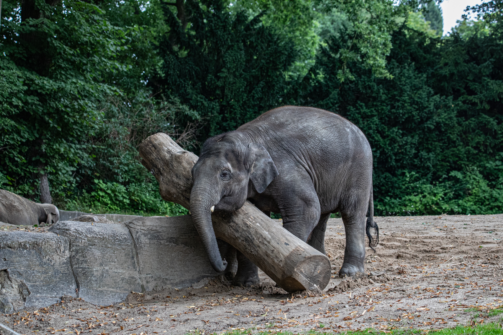Der verstorbene Elefant Santosh beim Training.