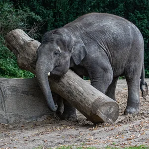 Der verstorbene Elefant Santosh beim Training.