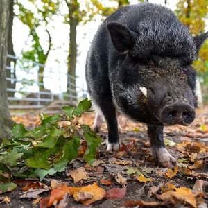 Minischwein auf Gnadenhohf