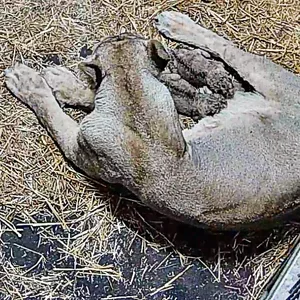 Die Löwin „Indi” mit ihren zwei Jungen im Schweriner Zoo.