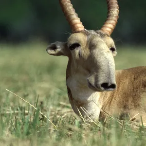 Saiga Antilope