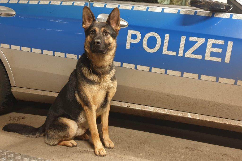 Polizeihund bellt – Einbrecher ergeben sich