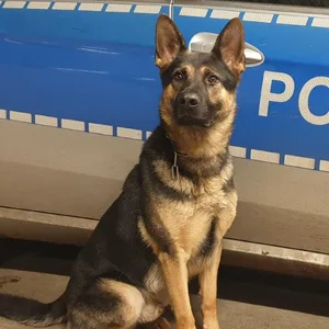 Polizeihund bellt – Einbrecher ergeben sich