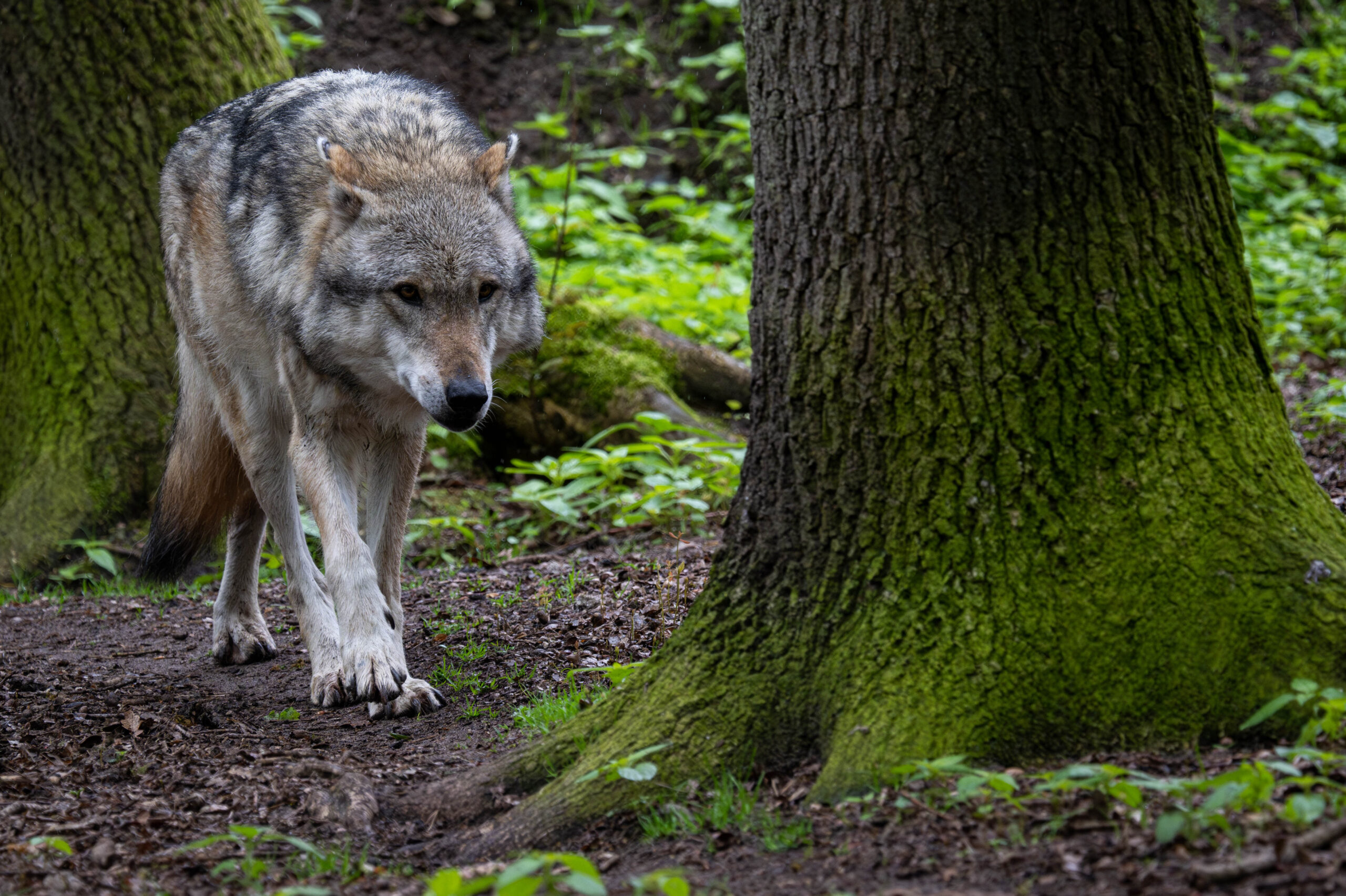 Ein Europäischer Grauwolf in einem Gehege vom Wolfcenter Dörverden in Niedersachsen