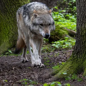 Ein Europäischer Grauwolf in einem Gehege vom Wolfcenter Dörverden in Niedersachsen
