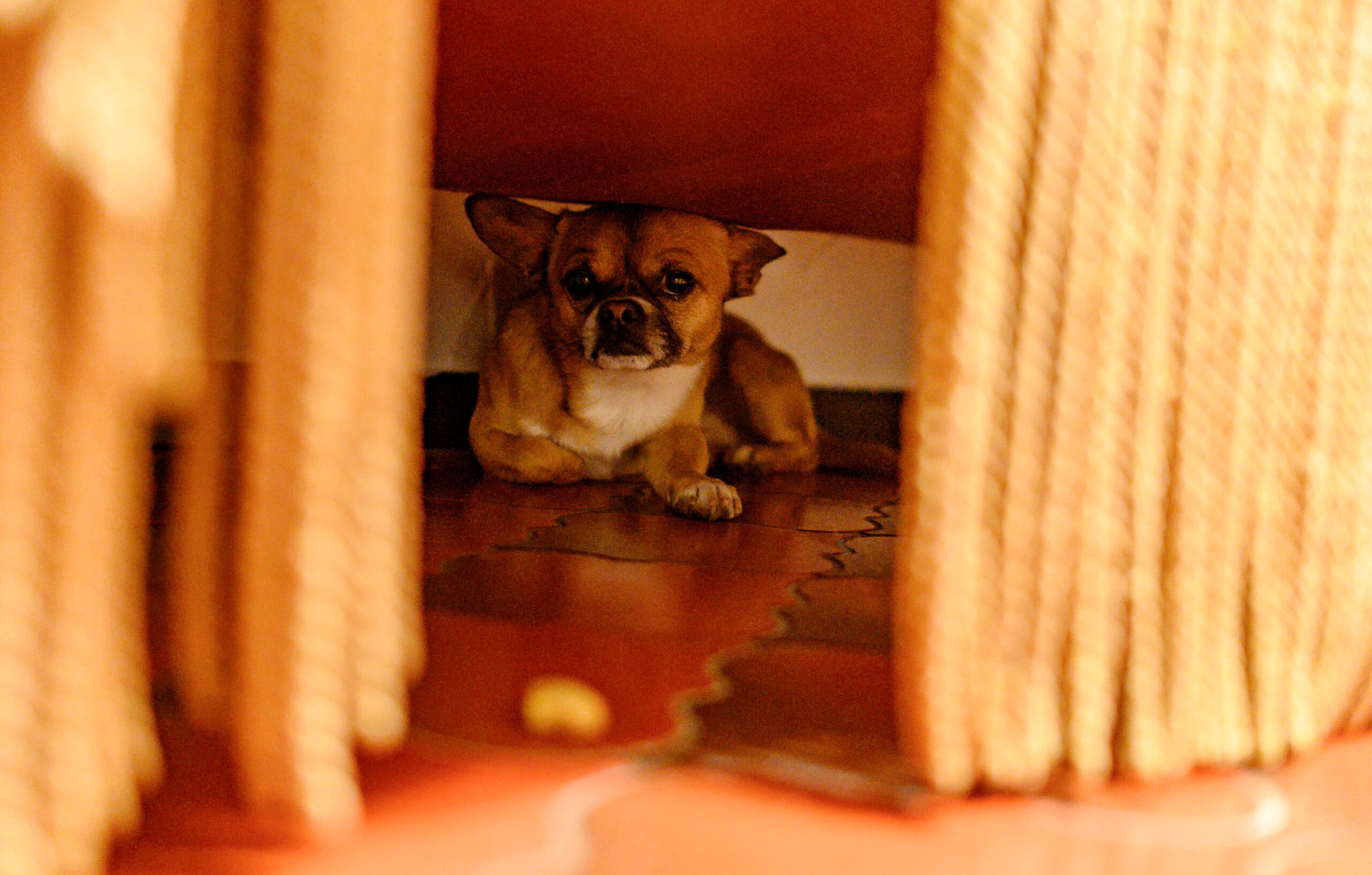 Ein kleiner Hund hat sich unterm Sofa verkrochen.