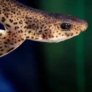 Ein junger Kleingefleckter Katzenhai: Ein Exemplar dieser Art wurde am Sonntag auf Borkum angespült. (Symbolbild)