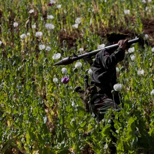 Opium Feld Myanmar