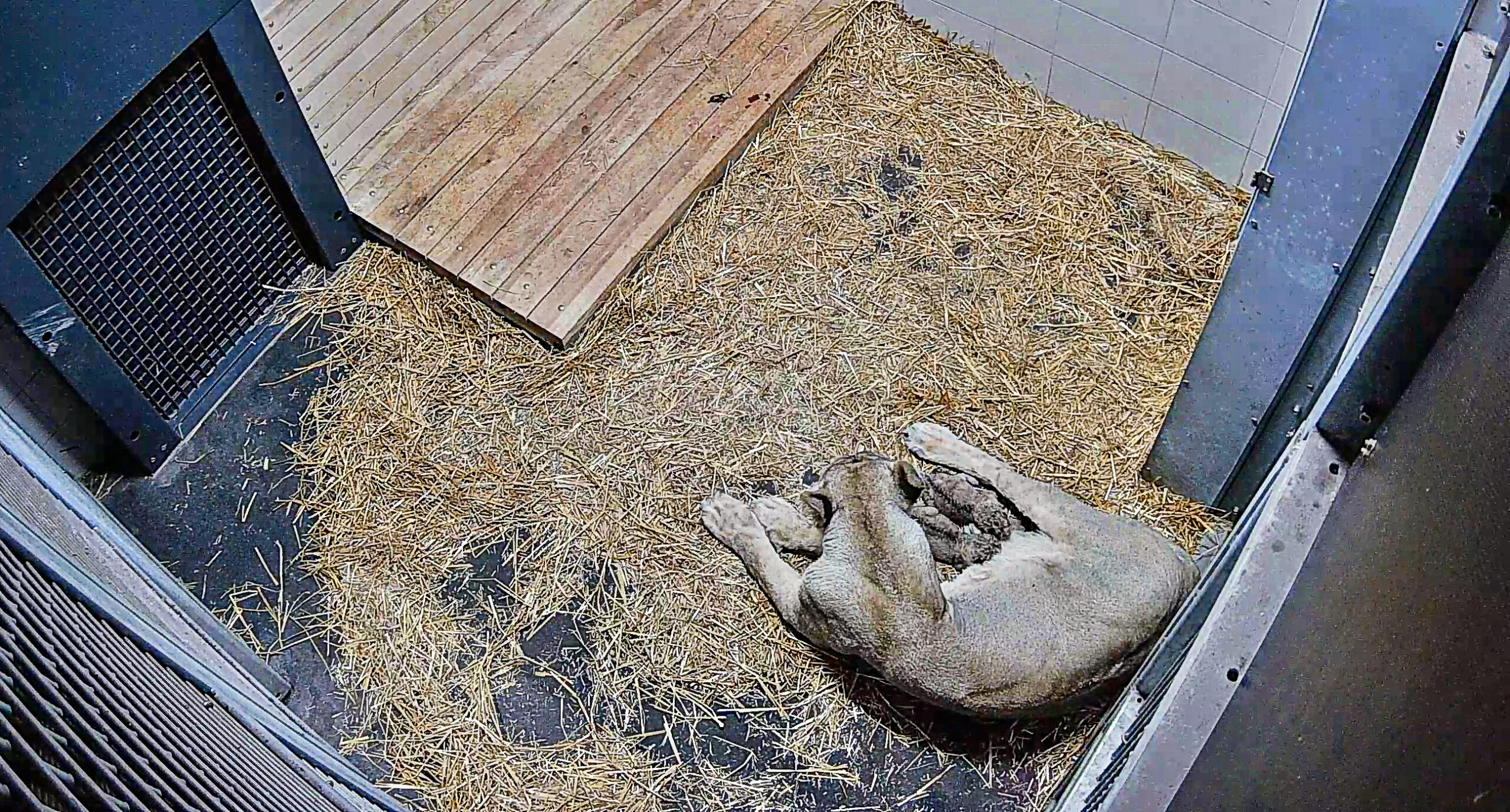 Das Foto zeigt Löwin „Indi“ mit ihren Welpen in der Wurfhöhle kurz nach der Geburt.