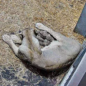 Das Foto zeigt Löwin „Indi“ mit ihren Welpen in der Wurfhöhle kurz nach der Geburt.