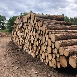 Gefällte Baumstämme liegen gestapelt auf einem Waldgelände in Lehmsal-Mellingstedt. (Archivbild)
