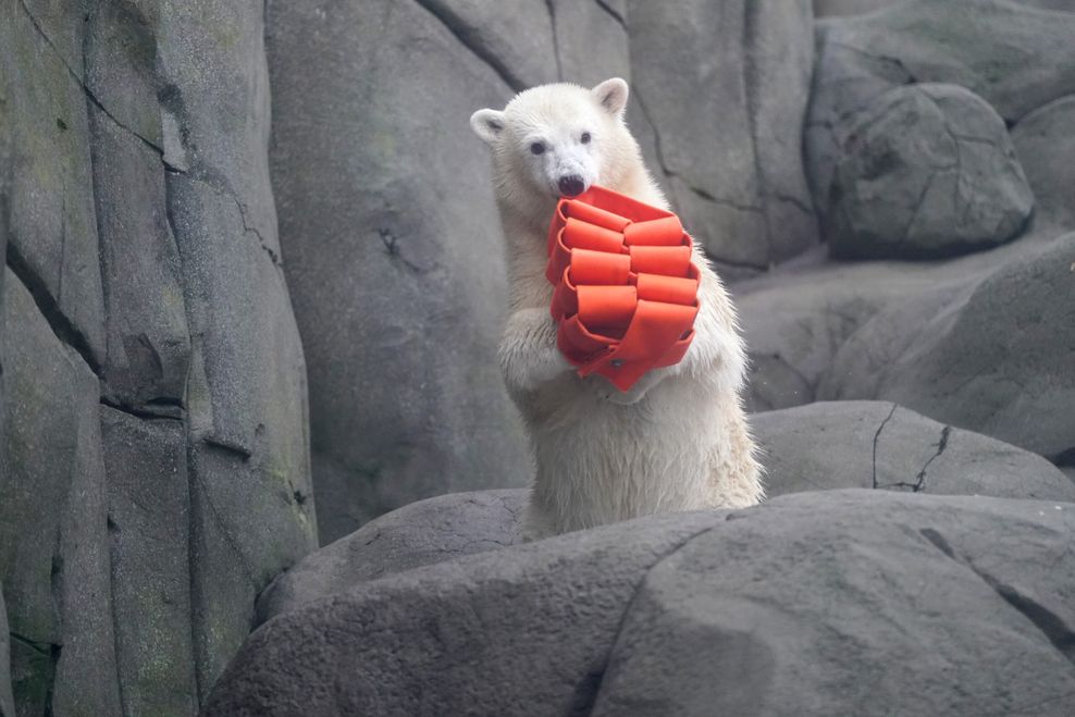 Eisbär mit Spielzeug