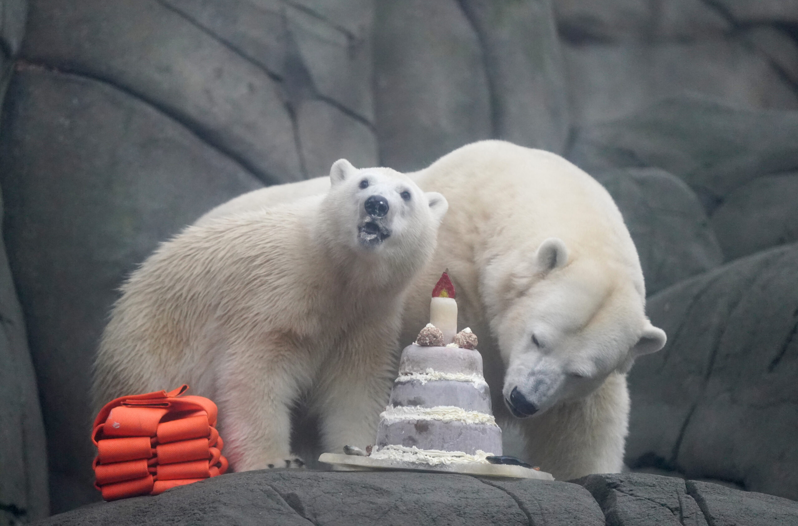 Zwei Eisbären mit einer Torte