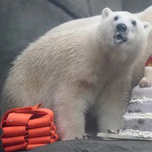 Zwei Eisbären mit einer Torte