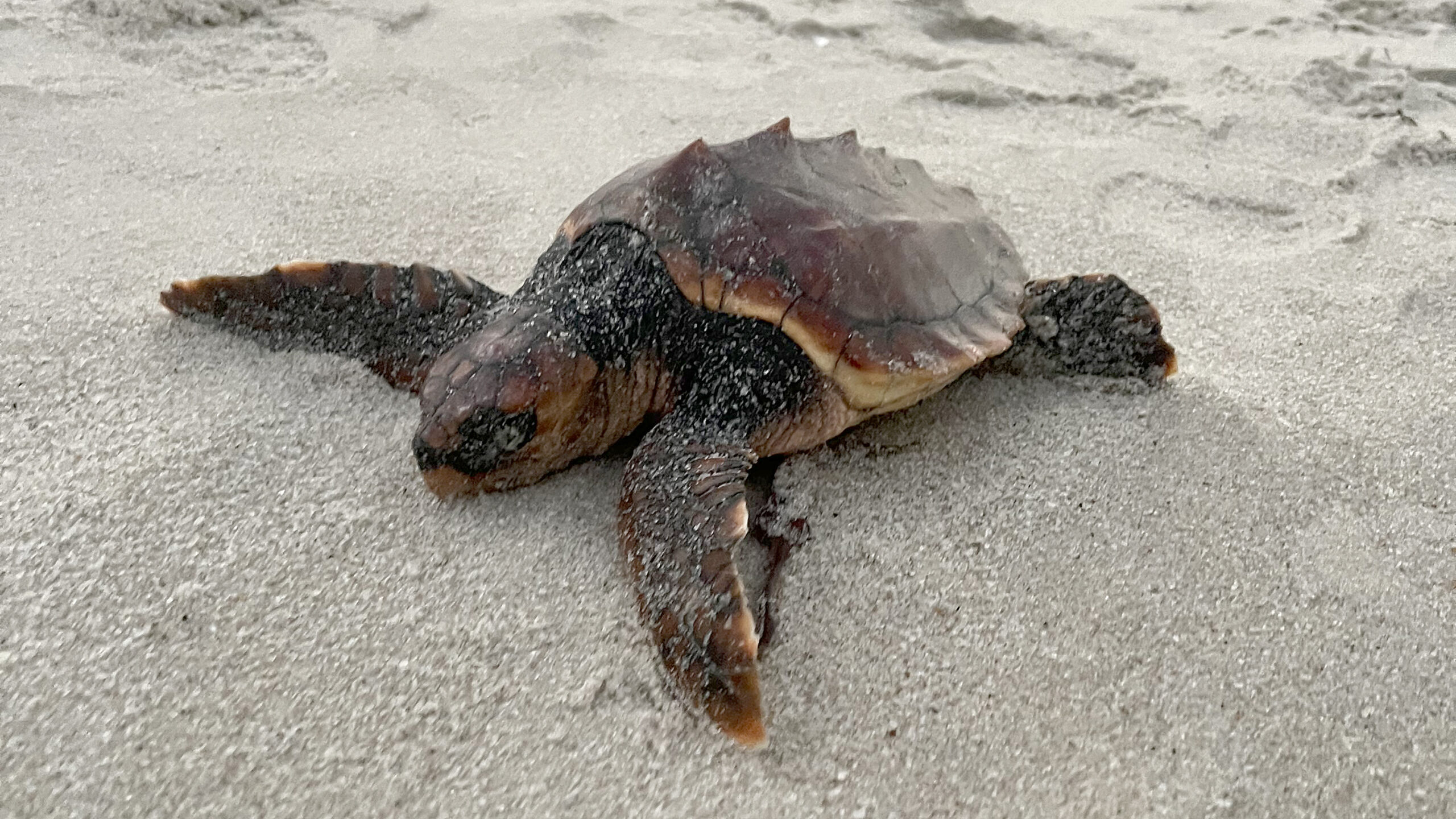 Eine Meeresschildkröte am Strand