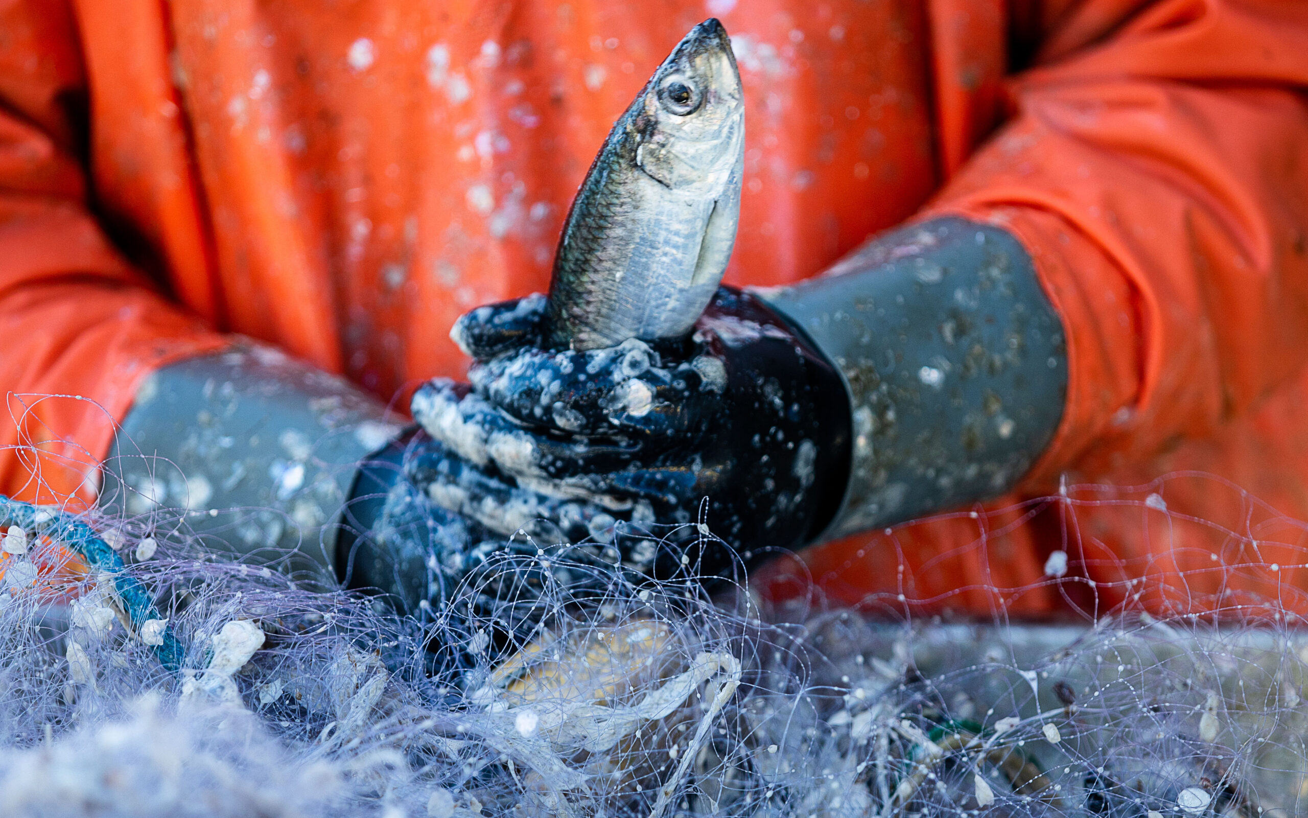 Ein Fischer pult Heringe aus einem Netz.
