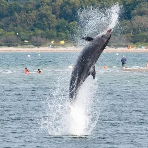 Delfin „Delle“ springt in der Trave aus dem Wasser. (Archivbild)