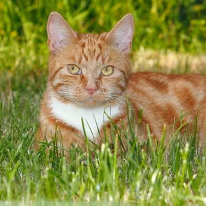 Ein junger rot-getigerter Kater liegt auf einer grünen Wiese. (Symbolbild)