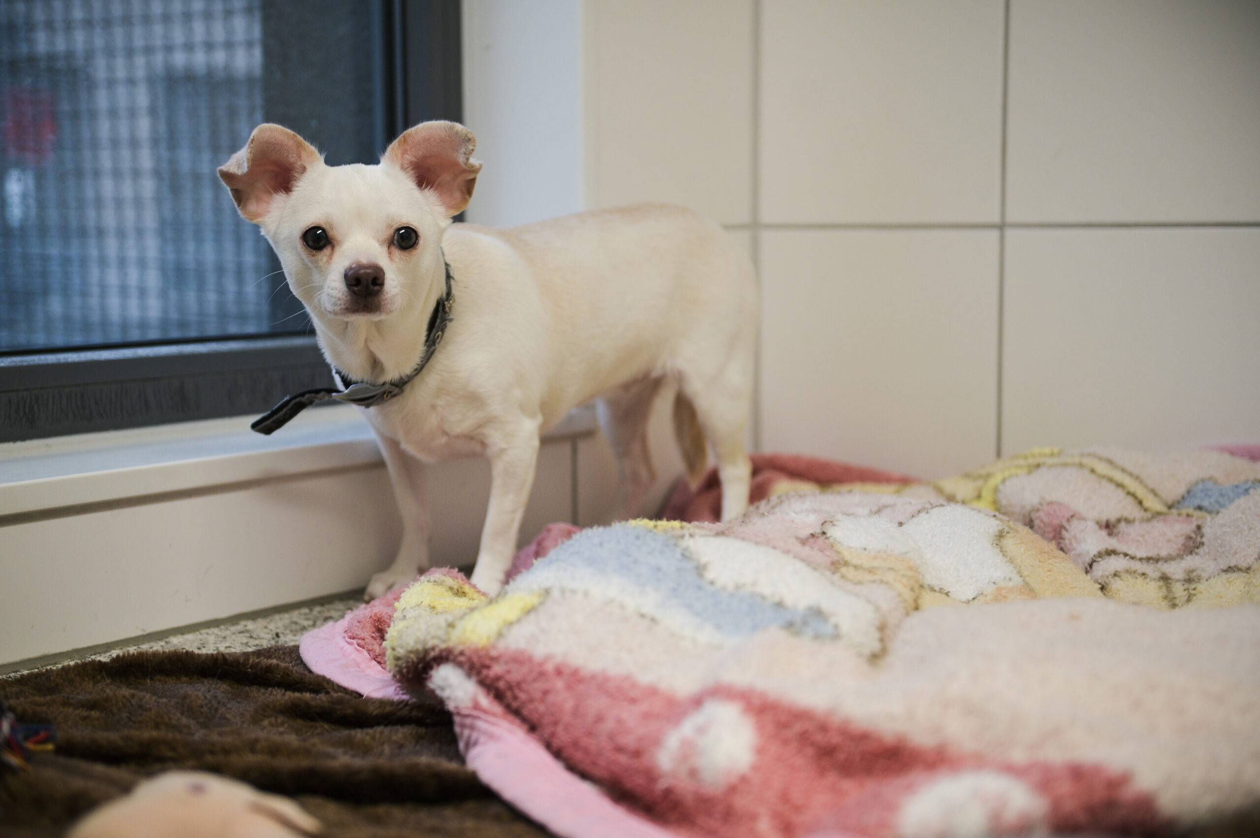 Die Hündin Lani wartet im Tierheim Essen auf ein neues Zuhause.