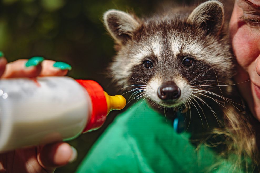 Ein Waschbär bei der Fütterung, der in der Wildtierstation sein neues Zuhause gefunden hat.