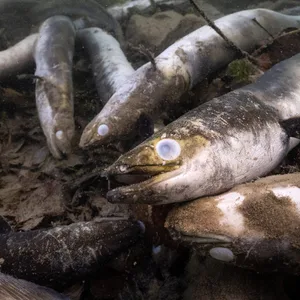 Tote Aale im Hochrhein bei Rüdlingen (Schweiz)