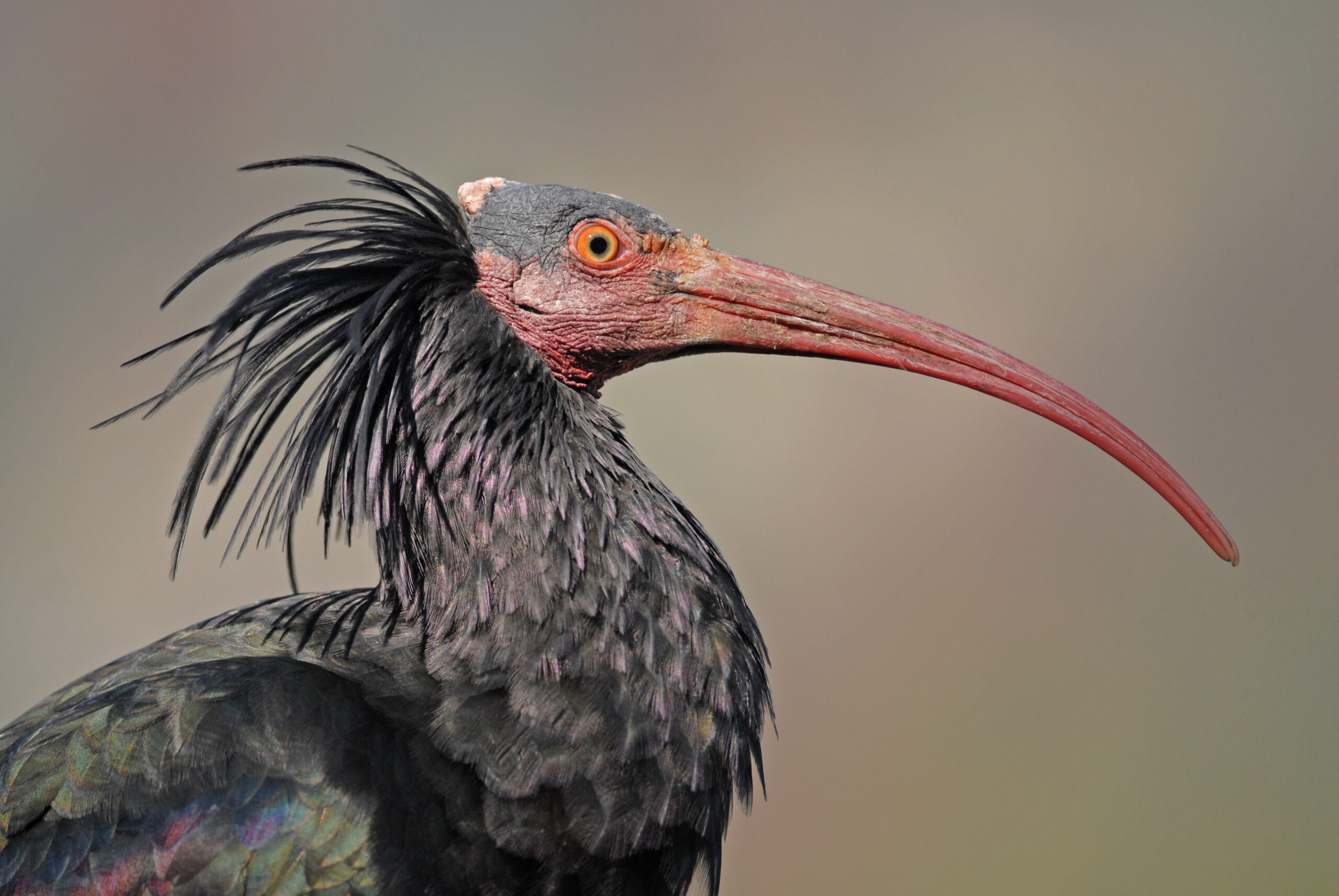 Ein Waldrapp: langer roter Schnabel, weitgehend schwarzes Gefieder