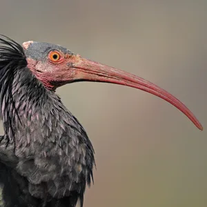 Ein Waldrapp: langer roter Schnabel, weitgehend schwarzes Gefieder