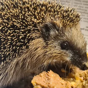 Igel in Wildtierstation