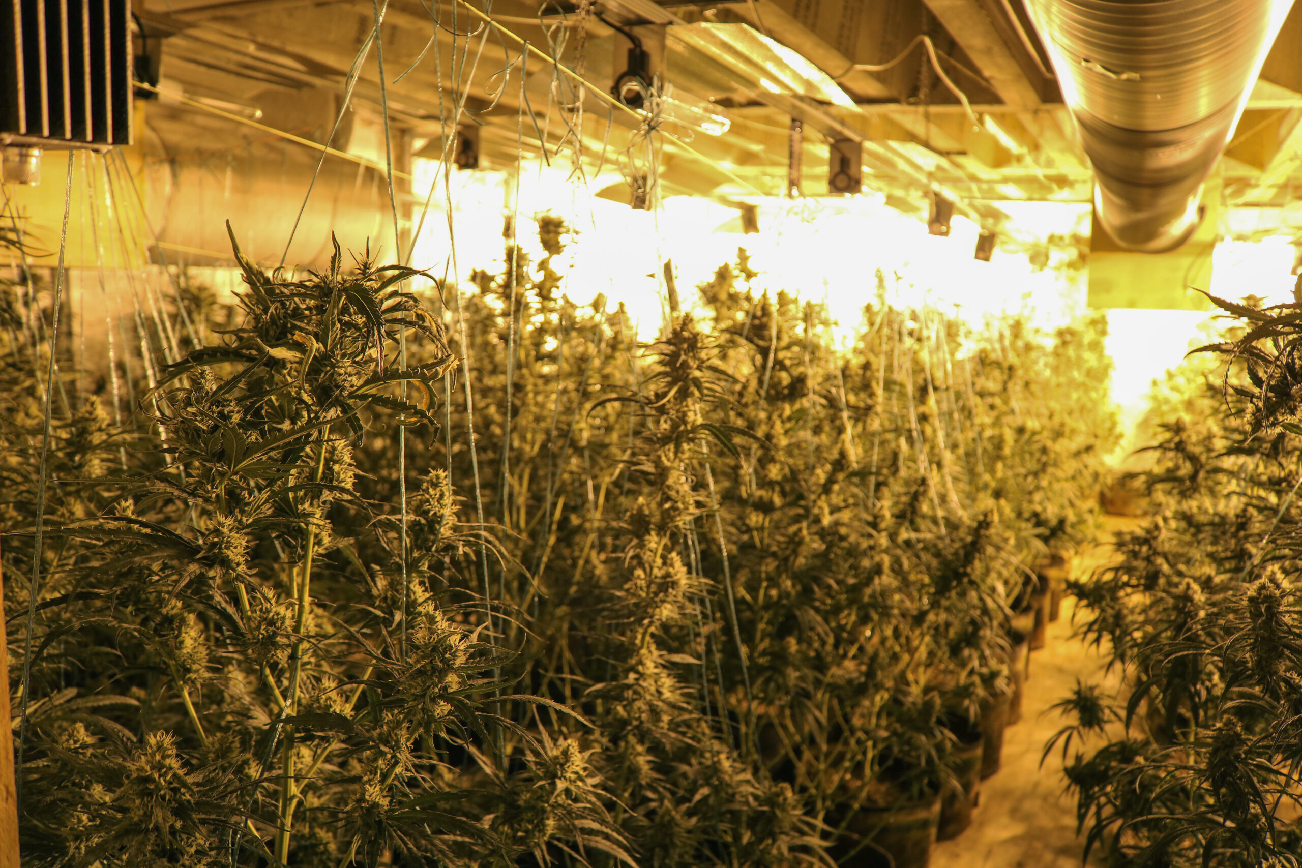 So eine professionelle Cannabis-Plantage fand die Polizei in einem leerstehenden Hotel an der Amsinckstraße (Symbolbild).