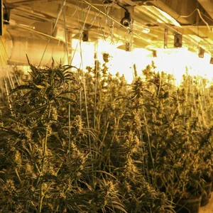 So eine professionelle Cannabis-Plantage fand die Polizei in einem leerstehenden Hotel an der Amsinckstraße (Symbolbild).