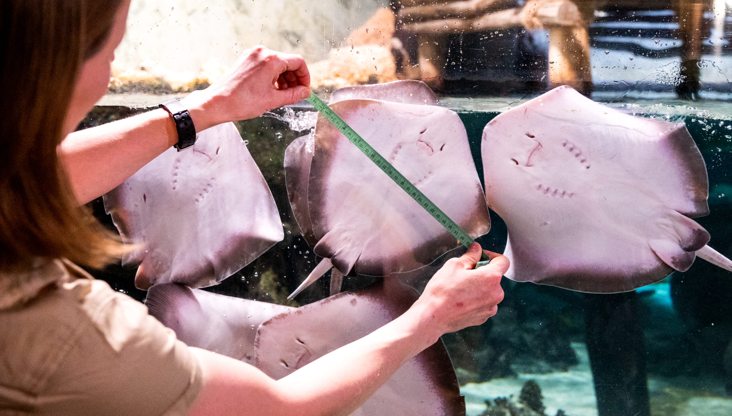 Die Stechrochen im Tropen-Aquarium werden bei der jährlichen Hagenbeck-Inventur vermessen.