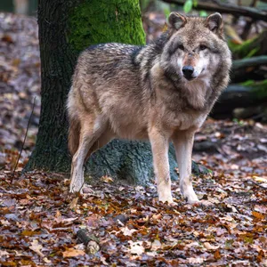 Ein Europäischer Wolf in einem Gehege vom Wolfcenter Dörverden. (Symbolbild)