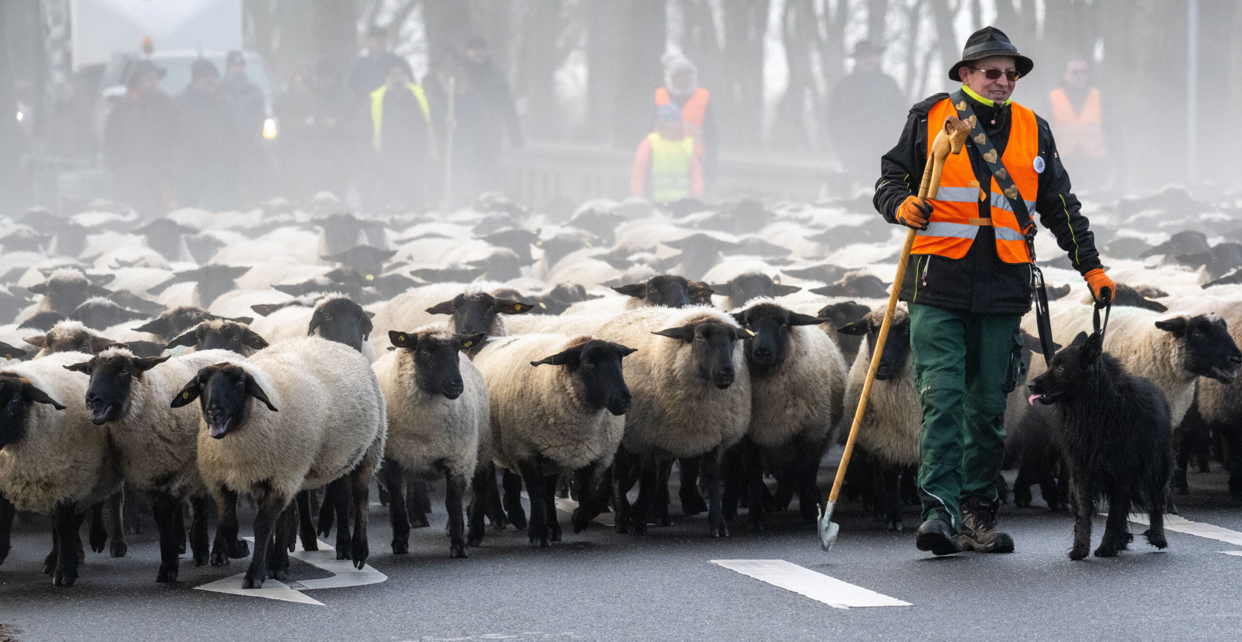 Schäfer Ingo Stoll und zahlreiche Schafe auf einer Straße