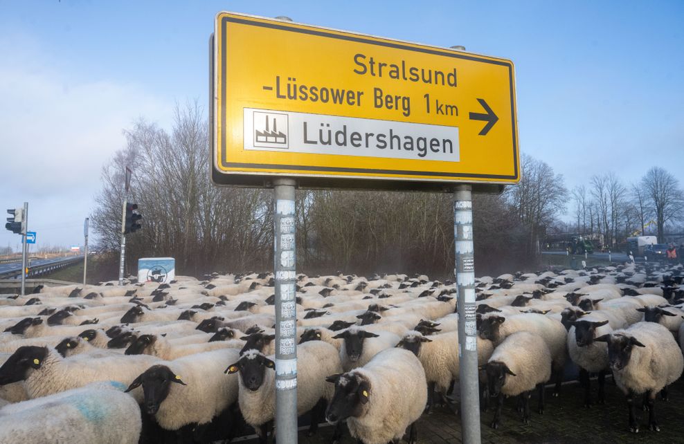 Zahlreiche Schafe unter einem Verkehrsschild