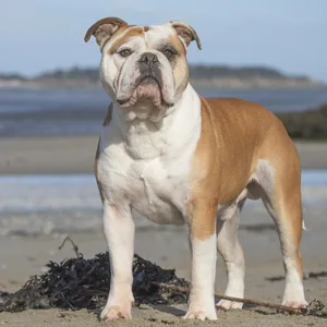 eine Continental Bulldogge