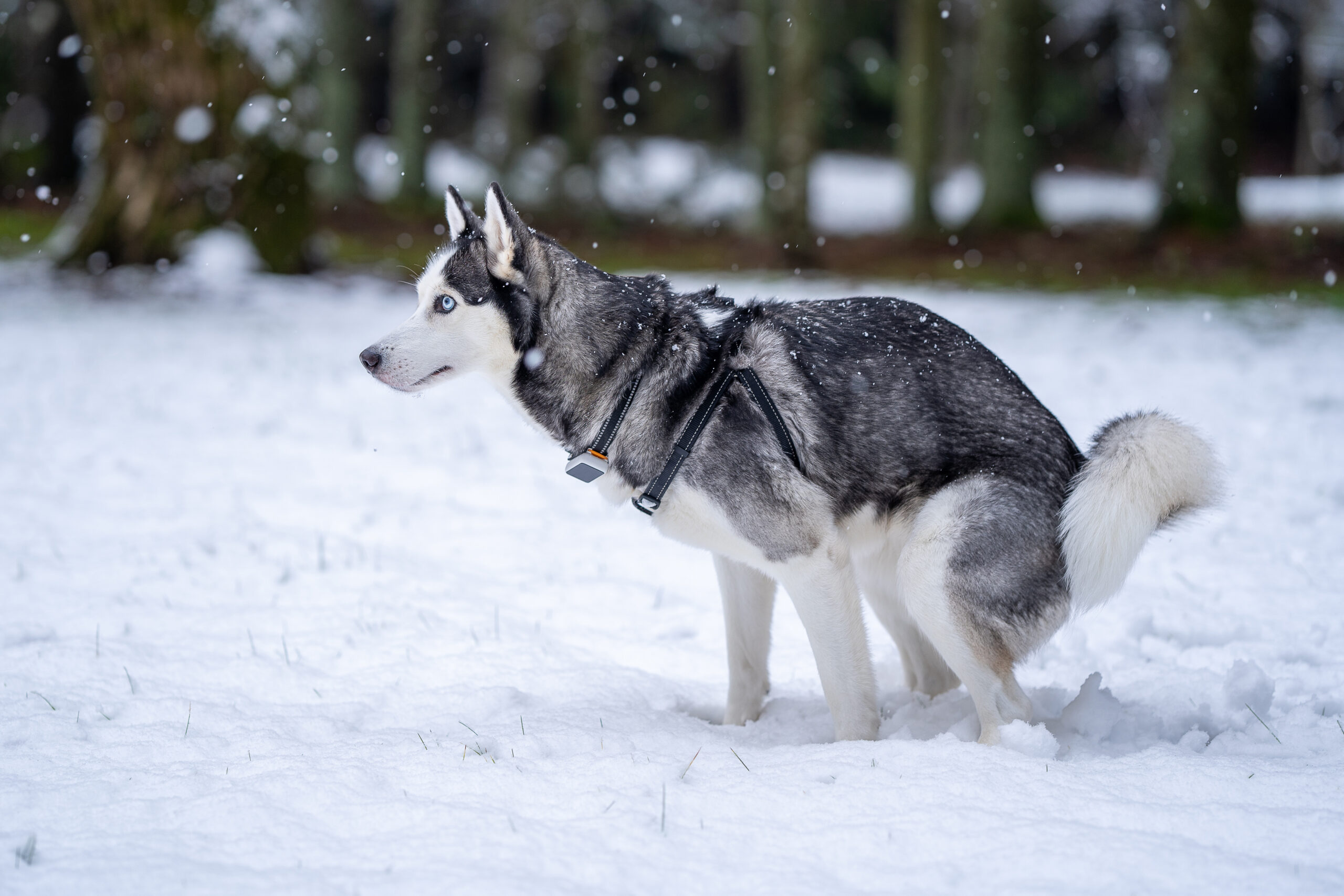 Ein Husky hockt im Schnee und macht einen Haufen.