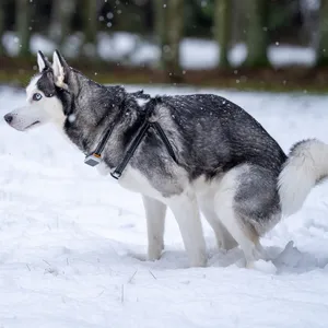 Ein Husky hockt im Schnee und macht einen Haufen.