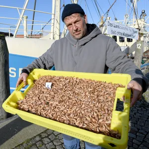 Ein Krabbenfischer hält eine Kiste mit frisch gefischten Krabben