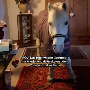 Eine 15-Jährige bringt ihr Pony wegen des Hochwasser kurzerhand ins Wohnhaus.