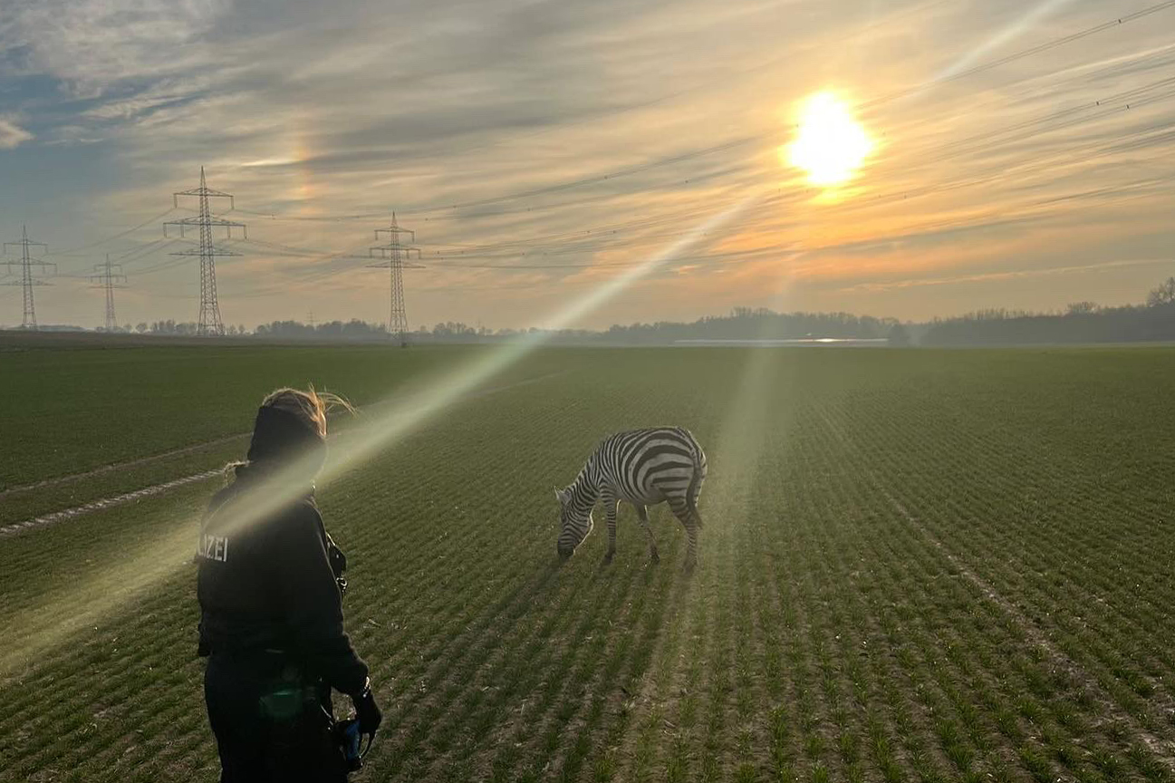 Eine Polizistin steht vor einem Zebra auf einem grünen Feld.