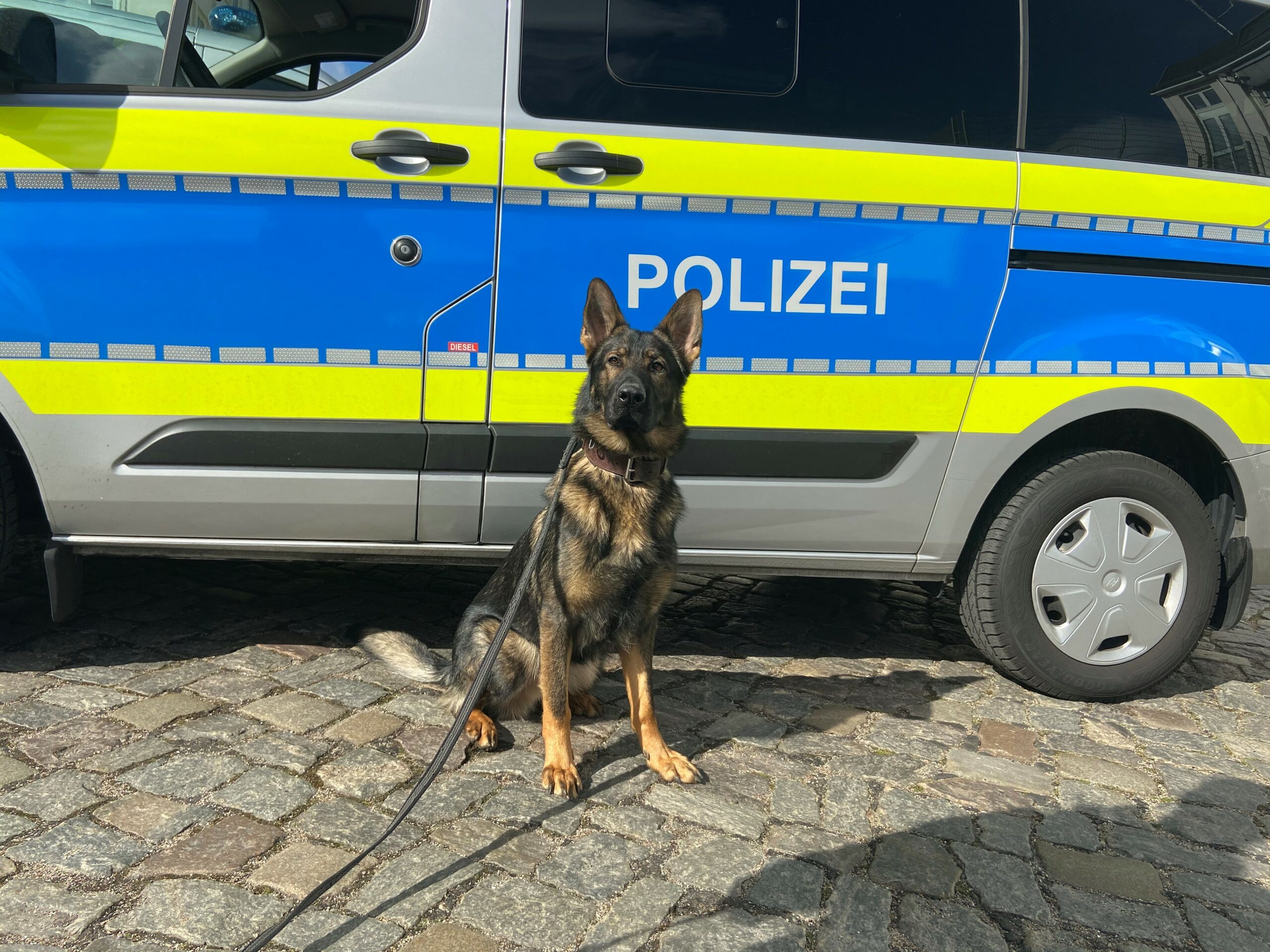 Schäferhund vor einem Polizeiauto