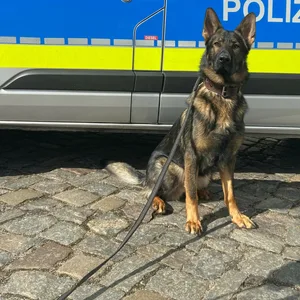 Schäferhund vor einem Polizeiauto